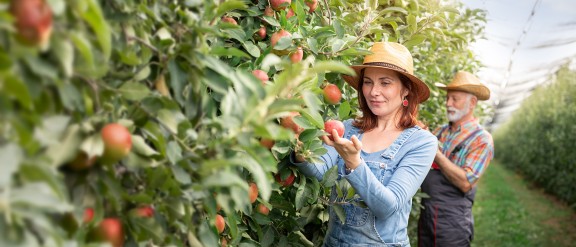 Woman and man picking apples